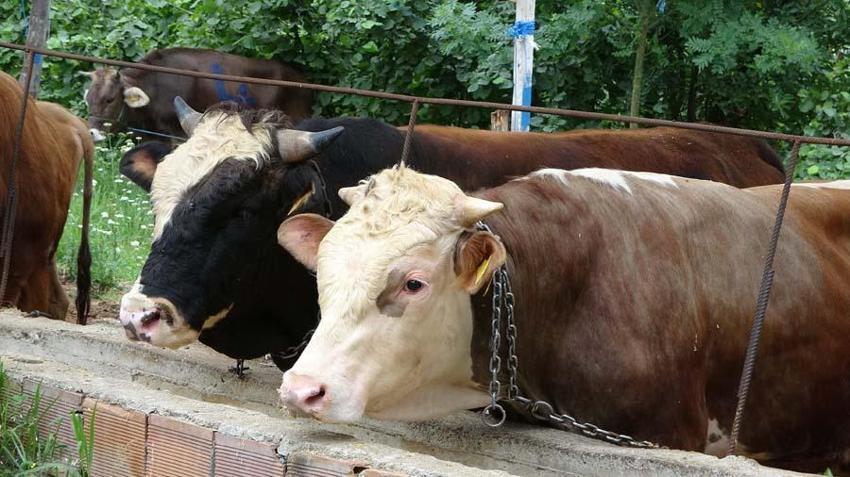 İl il 2022 yılı küçükbaş ve büyükbaş kurbanlık fiyatları belli oldu! İşte kilogram bedelleri...