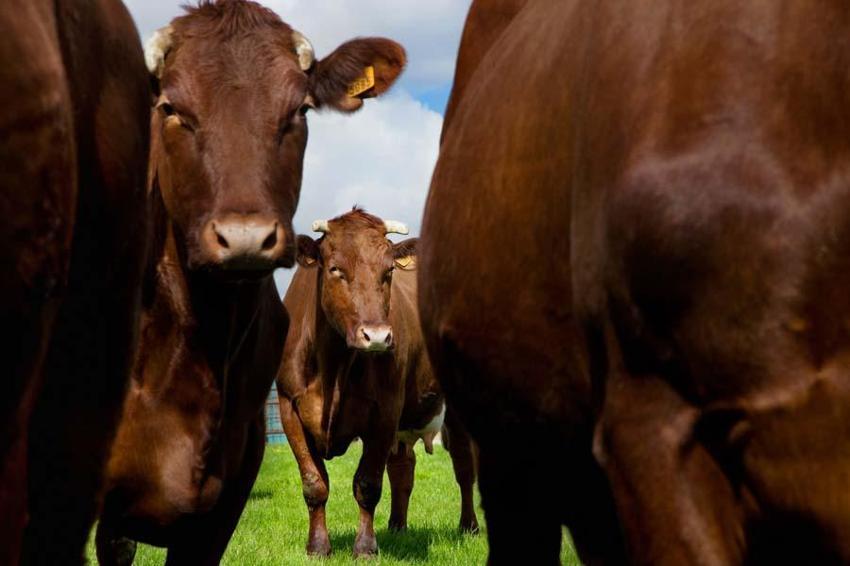 İl il 2022 yılı küçükbaş ve büyükbaş kurbanlık fiyatları belli oldu! İşte kilogram bedelleri...