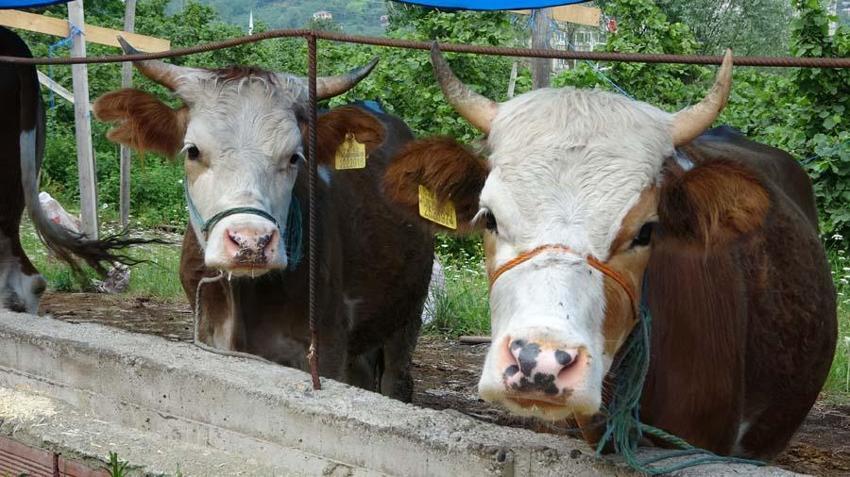 İl il 2022 yılı küçükbaş ve büyükbaş kurbanlık fiyatları belli oldu! İşte kilogram bedelleri...