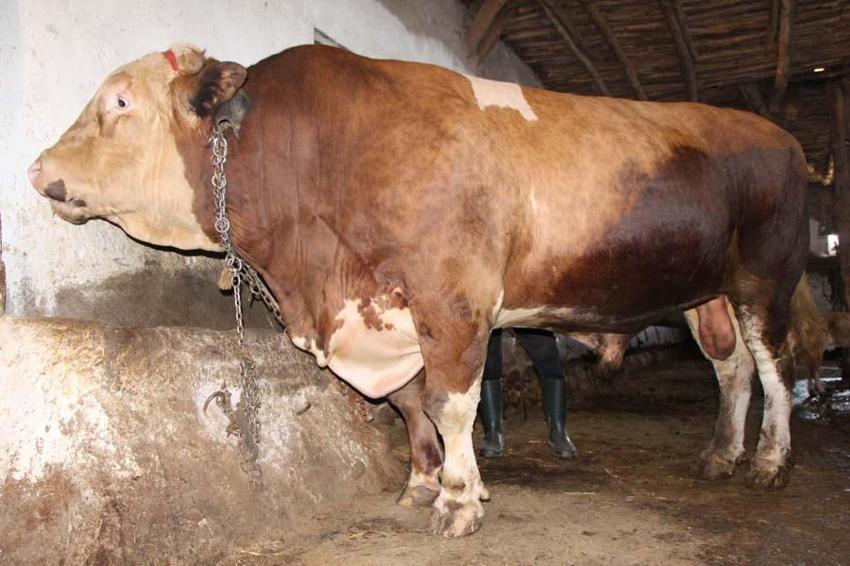 İl il 2022 yılı küçükbaş ve büyükbaş kurbanlık fiyatları belli oldu! İşte kilogram bedelleri...