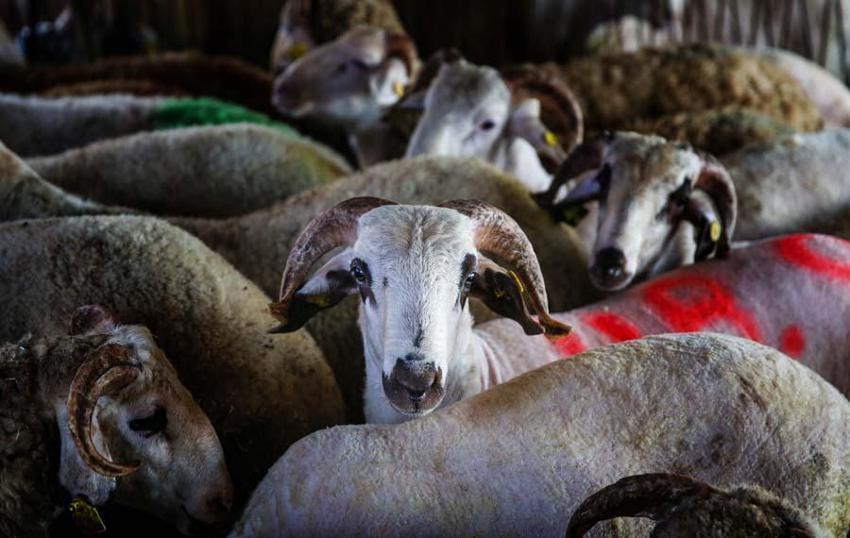 İl il 2022 yılı küçükbaş ve büyükbaş kurbanlık fiyatları belli oldu! İşte kilogram bedelleri...