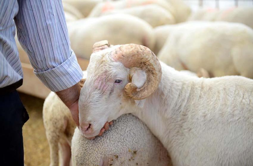 İl il 2022 yılı küçükbaş ve büyükbaş kurbanlık fiyatları belli oldu! İşte kilogram bedelleri...