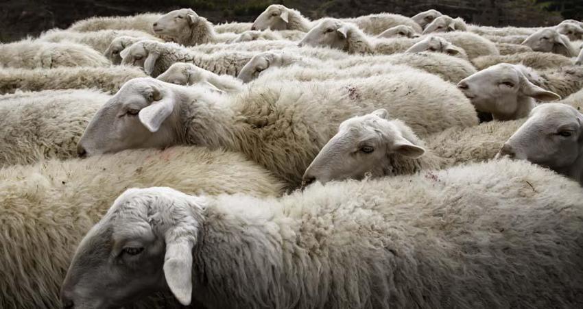 İl il 2022 yılı küçükbaş ve büyükbaş kurbanlık fiyatları belli oldu! İşte kilogram bedelleri...
