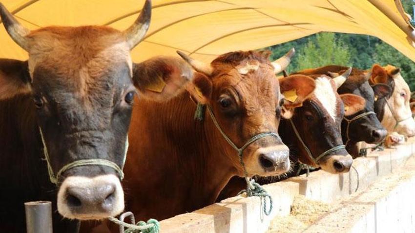 İl il büyükbaş ve küçükbaş kurbanlık fiyatları belli oldu! Ücretler şehirden şehire göre değişiyor: İşte kurban kesim bedelleri...