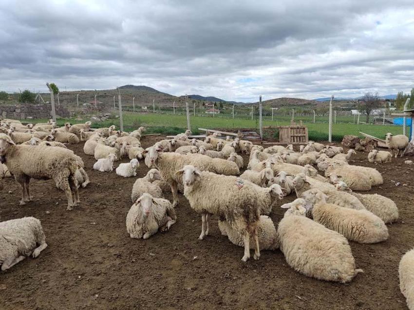 İl il büyükbaş ve küçükbaş kurbanlık fiyatları belli oldu! Ücretler şehirden şehire göre değişiyor: İşte kurban kesim bedelleri...