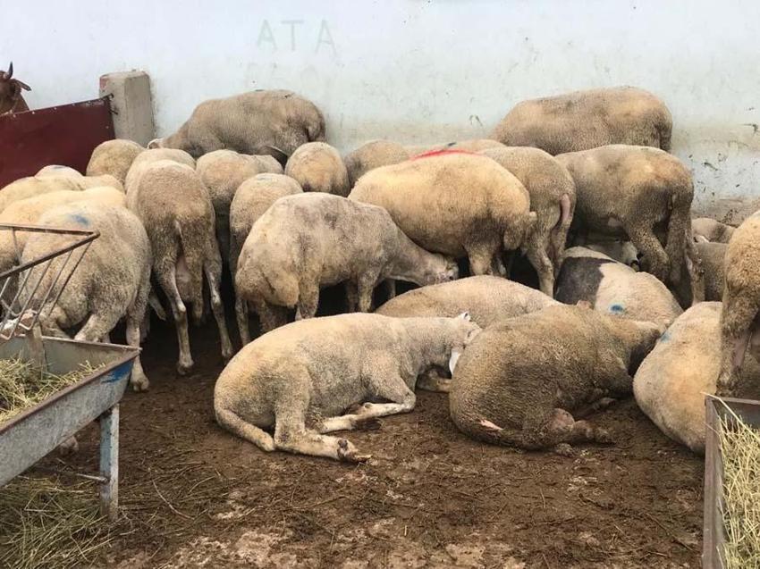 İl il büyükbaş ve küçükbaş kurbanlık fiyatları belli oldu! Ücretler şehirden şehire göre değişiyor: İşte kurban kesim bedelleri...