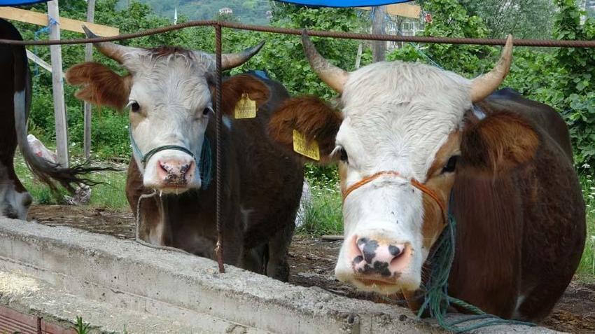 İl il büyükbaş ve küçükbaş kurbanlık fiyatları belli oldu! Ücretler şehirden şehire göre değişiyor: İşte kurban kesim bedelleri...