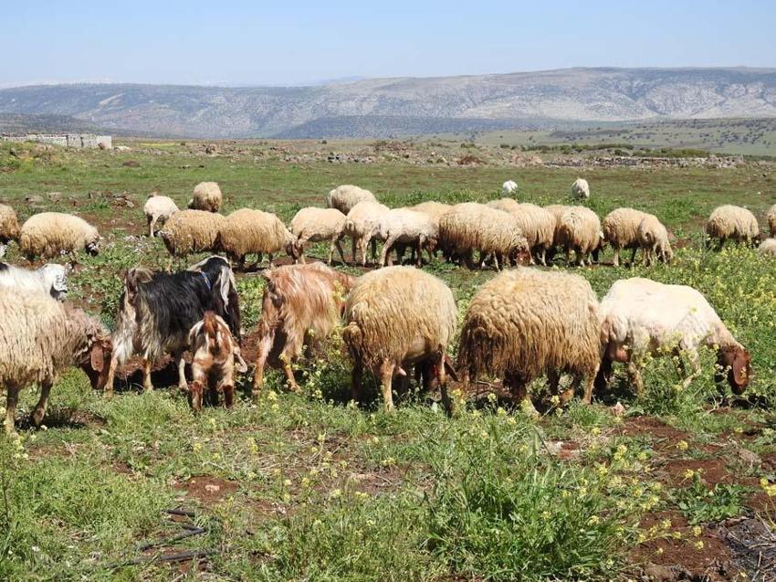 İl il büyükbaş ve küçükbaş kurbanlık fiyatları belli oldu! Ücretler şehirden şehire göre değişiyor: İşte kurban kesim bedelleri...