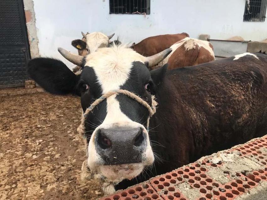 İl il büyükbaş ve küçükbaş kurbanlık fiyatları belli oldu! Ücretler şehirden şehire göre değişiyor: İşte kurban kesim bedelleri...