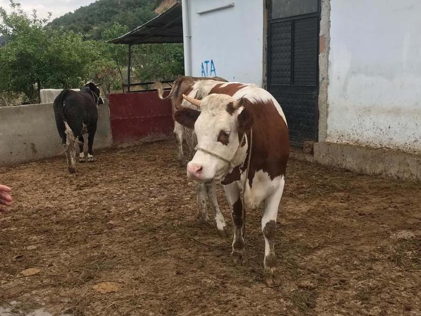 İl il büyükbaş ve küçükbaş kurbanlık fiyatları belli oldu! Ücretler şehirden şehire göre değişiyor: İşte kurban kesim bedelleri...