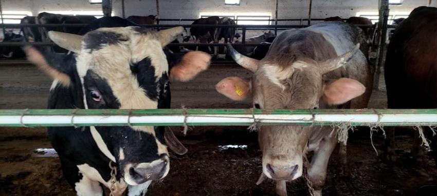 İl il büyükbaş ve küçükbaş kurbanlık fiyatları belli oldu! Ücretler şehirden şehire göre değişiyor: İşte kurban kesim bedelleri...