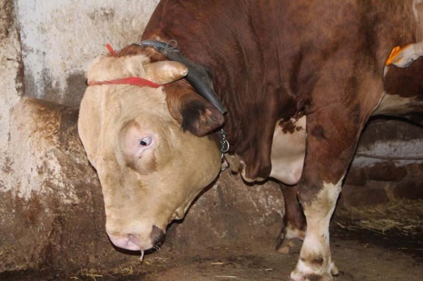 İl il büyükbaş ve küçükbaş kurbanlık fiyatları belli oldu! Ücretler şehirden şehire göre değişiyor: İşte kurban kesim bedelleri...
