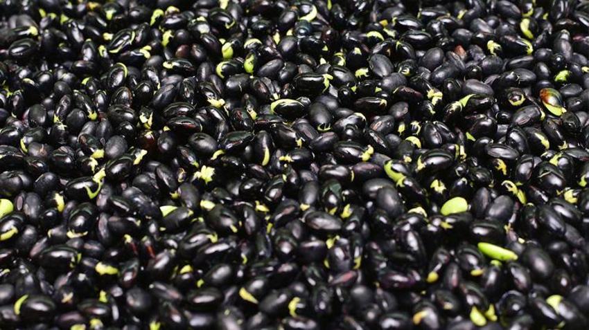 Uzun yaşayan insanların sırrı bu besinde saklı! Her gün yiyorlar, bizdeki o kural onlarda yok...