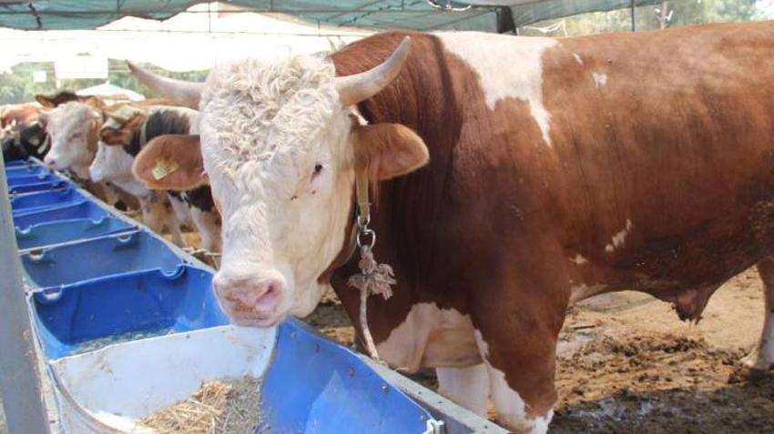 Kurbanlık fiyatları il il açıklandı! İşte bayrama 18 gün kala büyükbaş ve küçükbaş kurban kesim bedelleri...