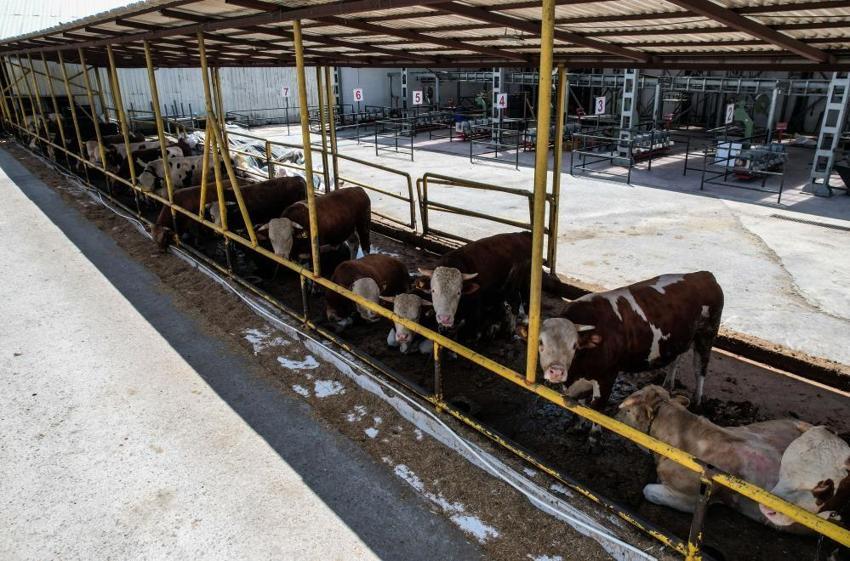 Kurbanlık fiyatları il il açıklandı! İşte bayrama 18 gün kala büyükbaş ve küçükbaş kurban kesim bedelleri...