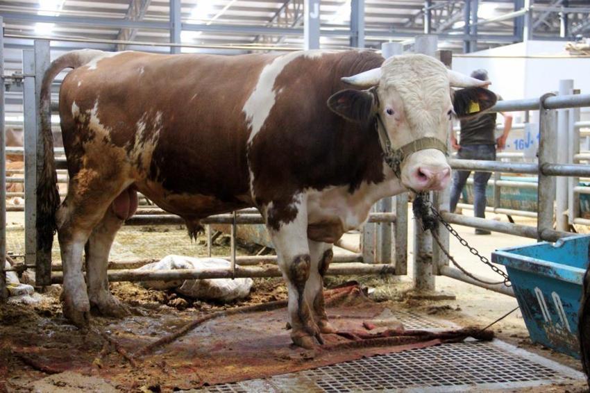 Kurbanlık fiyatları il il açıklandı! İşte bayrama 18 gün kala büyükbaş ve küçükbaş kurban kesim bedelleri...