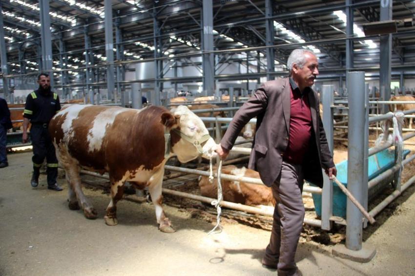 Kurbanlık fiyatları il il açıklandı! İşte bayrama 18 gün kala büyükbaş ve küçükbaş kurban kesim bedelleri...