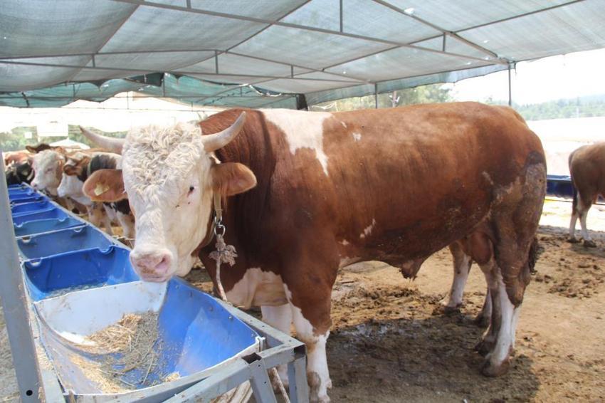 Kurbanlık fiyatları il il açıklandı! İşte bayrama 18 gün kala büyükbaş ve küçükbaş kurban kesim bedelleri...