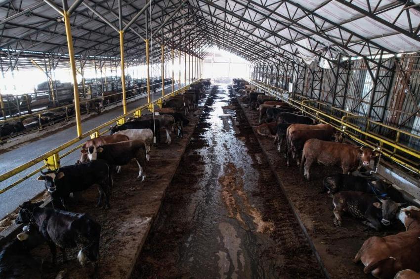 Kurbanlık fiyatları il il açıklandı! İşte bayrama 18 gün kala büyükbaş ve küçükbaş kurban kesim bedelleri...