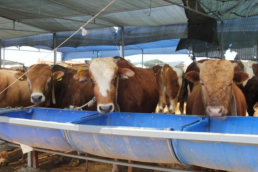 Kurbanlık fiyatları il il açıklandı! İşte bayrama 18 gün kala büyükbaş ve küçükbaş kurban kesim bedelleri...