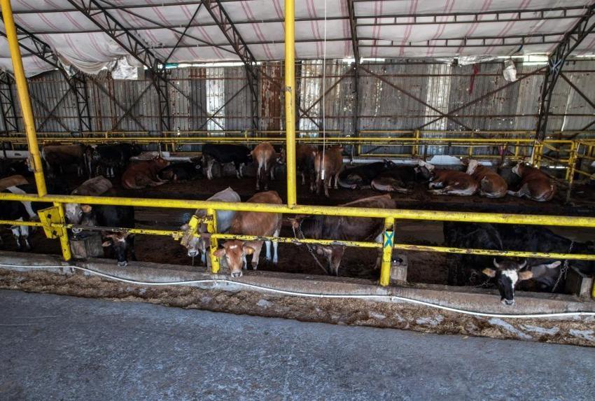 Kurbanlık fiyatları il il açıklandı! İşte bayrama 18 gün kala büyükbaş ve küçükbaş kurban kesim bedelleri...
