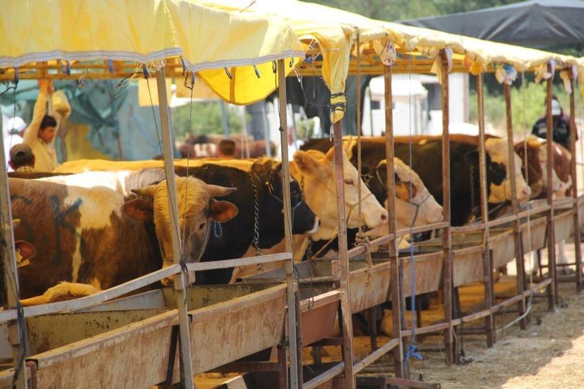 Kurbanlık fiyatları il il açıklandı! İşte bayrama 18 gün kala büyükbaş ve küçükbaş kurban kesim bedelleri...