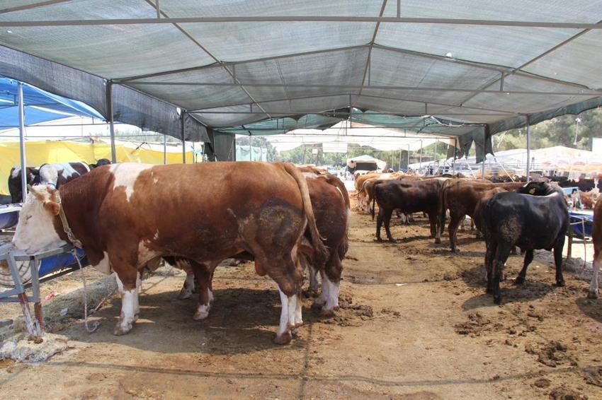 Kurbanlık fiyatları il il açıklandı! İşte bayrama 18 gün kala büyükbaş ve küçükbaş kurban kesim bedelleri...