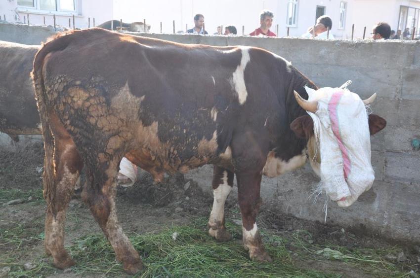 Kurbanlık fiyatları il il açıklandı! İşte bayrama 18 gün kala büyükbaş ve küçükbaş kurban kesim bedelleri...