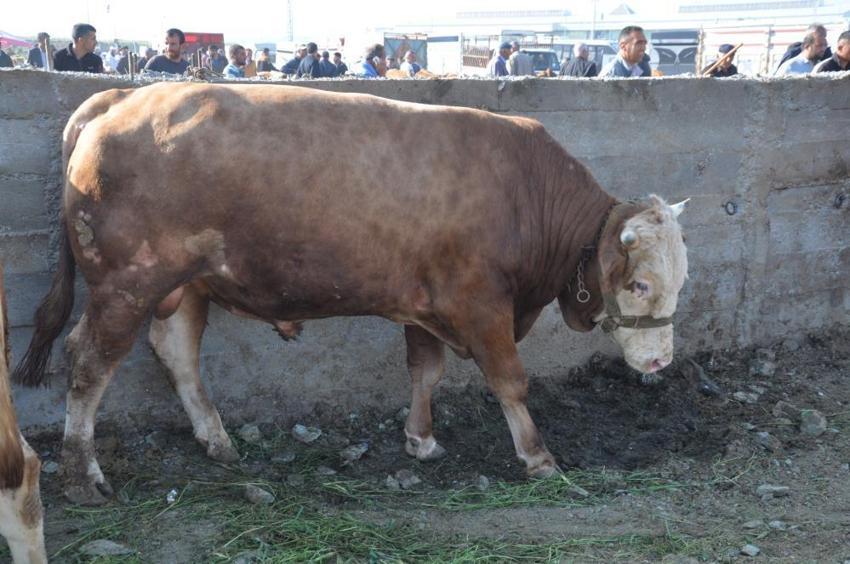 Kurbanlık fiyatları il il açıklandı! İşte bayrama 18 gün kala büyükbaş ve küçükbaş kurban kesim bedelleri...