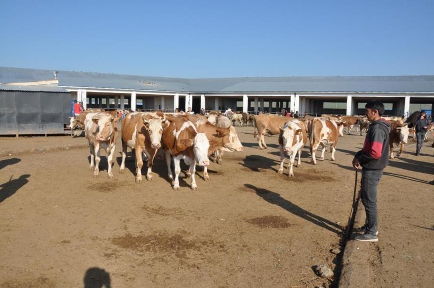 Kurbanlık fiyatları il il açıklandı! İşte bayrama 18 gün kala büyükbaş ve küçükbaş kurban kesim bedelleri...