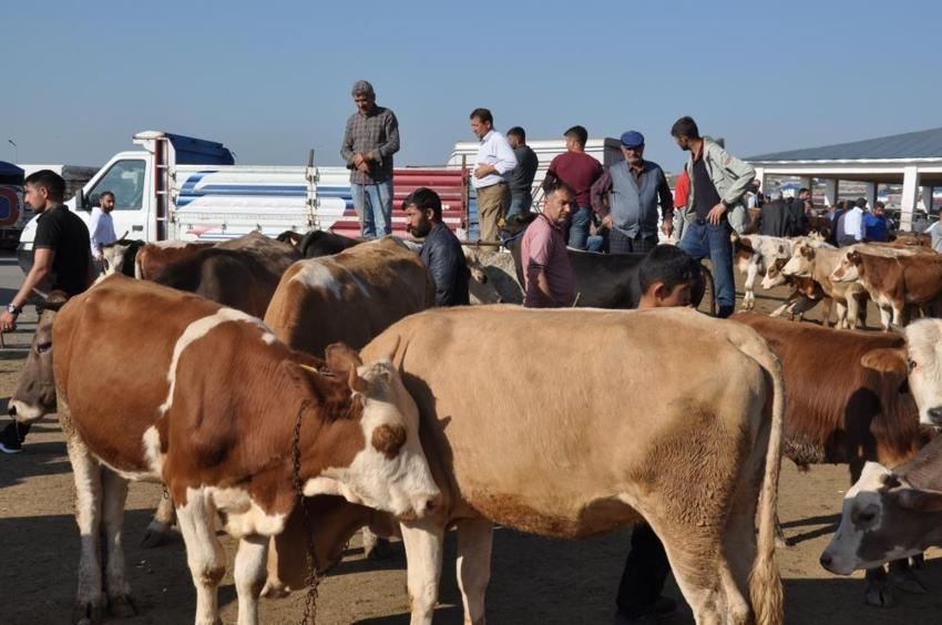 Kurbanlık fiyatları il il açıklandı! İşte bayrama 18 gün kala büyükbaş ve küçükbaş kurban kesim bedelleri...
