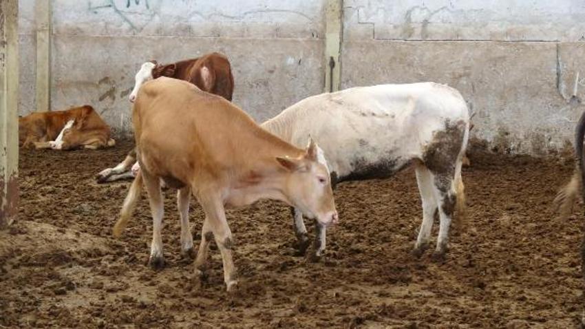 Kurbanlık fiyatları il il açıklandı! İşte bayrama 18 gün kala büyükbaş ve küçükbaş kurban kesim bedelleri...