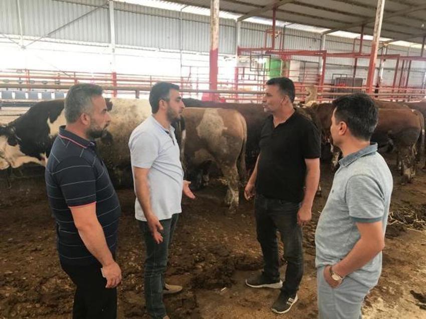 Kurbanlık fiyatları il il açıklandı! İşte bayrama 18 gün kala büyükbaş ve küçükbaş kurban kesim bedelleri...