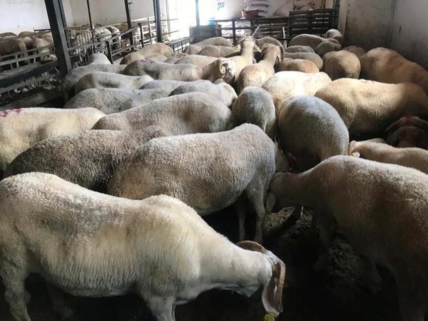 Kurbanlık fiyatları il il açıklandı! İşte bayrama 18 gün kala büyükbaş ve küçükbaş kurban kesim bedelleri...