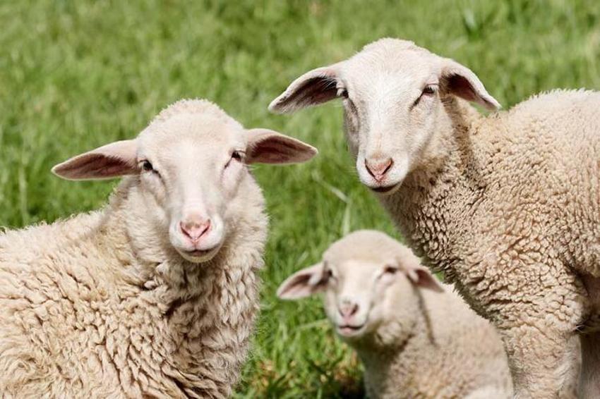 Kurbanlık fiyatları il il açıklandı! İşte bayrama 18 gün kala büyükbaş ve küçükbaş kurban kesim bedelleri...