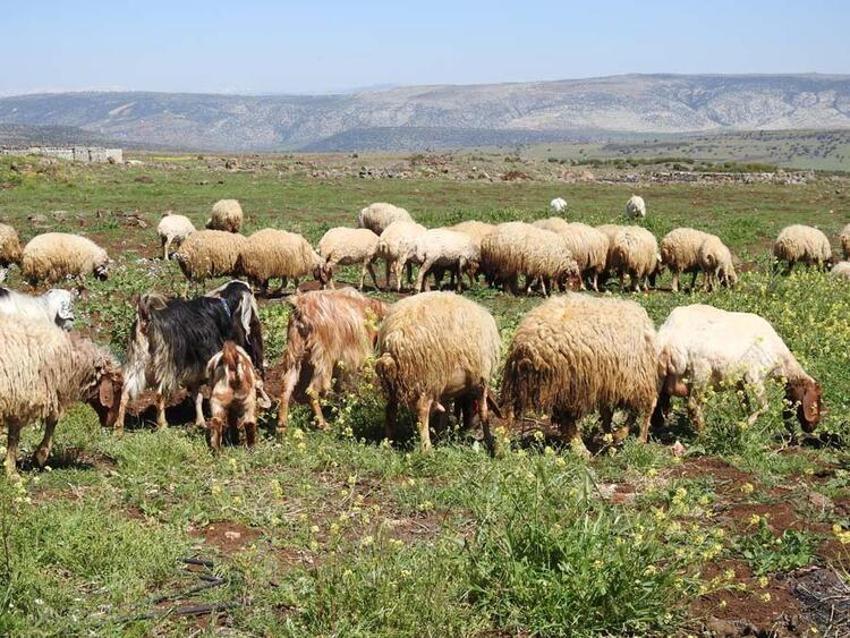 Kurbanlık fiyatları il il açıklandı! İşte bayrama 18 gün kala büyükbaş ve küçükbaş kurban kesim bedelleri...
