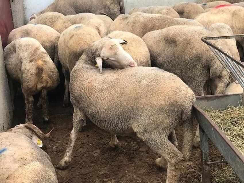 Kurbanlık fiyatları il il açıklandı! İşte bayrama 18 gün kala büyükbaş ve küçükbaş kurban kesim bedelleri...