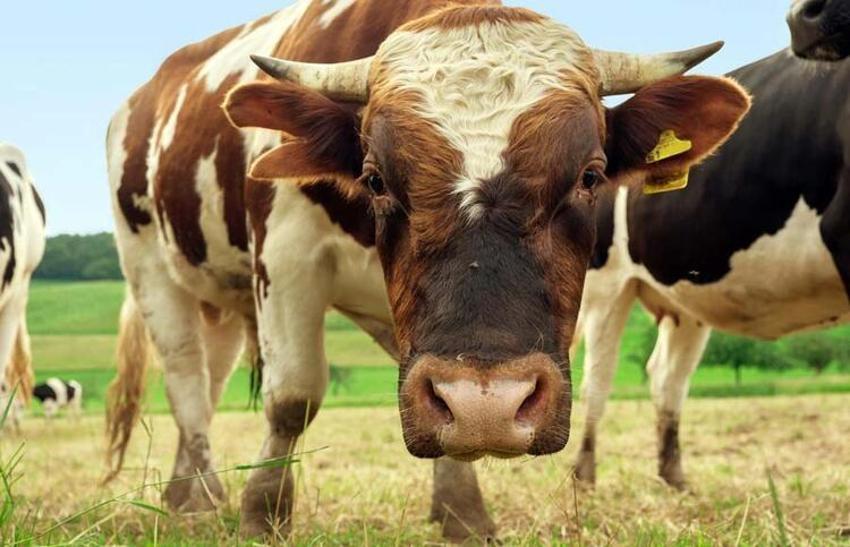 Kurbanlık fiyatları il il açıklandı! İşte bayrama 18 gün kala büyükbaş ve küçükbaş kurban kesim bedelleri...
