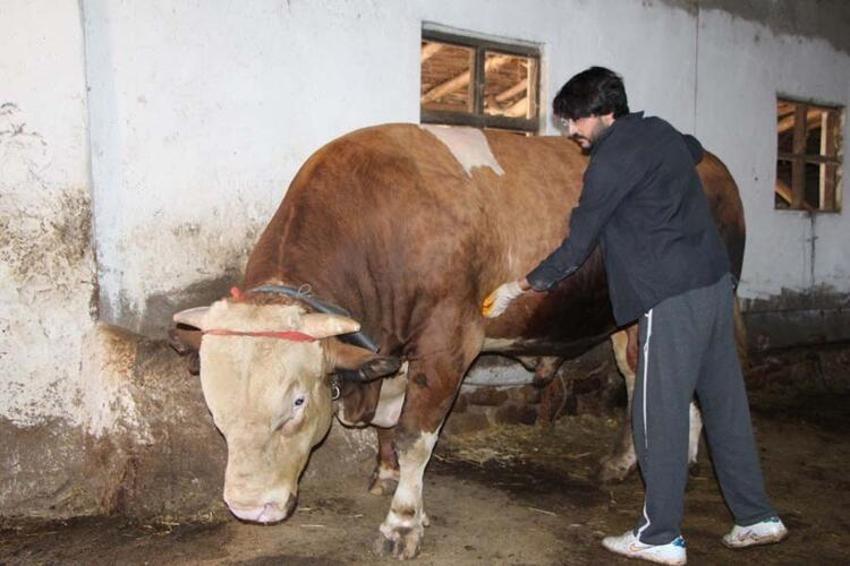 Kurbanlık fiyatları il il açıklandı! İşte bayrama 18 gün kala büyükbaş ve küçükbaş kurban kesim bedelleri...