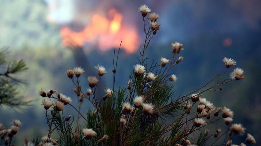 Marmaris'teki orman yangınında 3'üncü gün; alevler 5 noktada ilerliyor