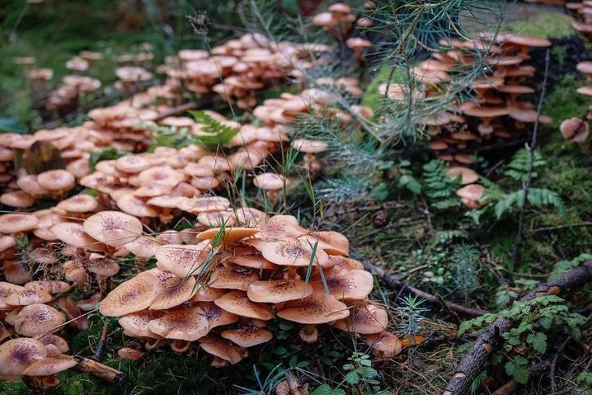 Şeker hastalığı ile savaşıyor, kanserli hücre oluşumunu önlüyor! B12 ve D vitamini bakımından çok zengin, yüksek tansiyon riskini düşürüyor....