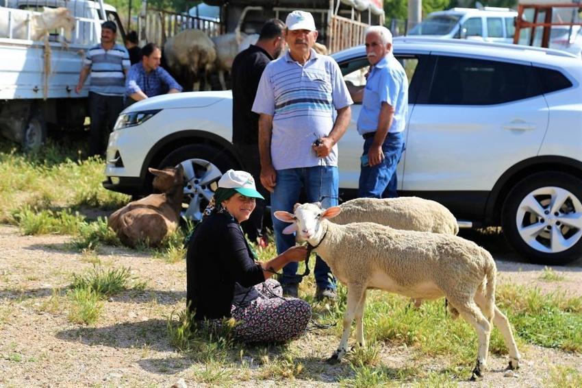 Kurbanlık fiyatları 2022: Zam geldi, büyükbaş ve küçükbaş kurbanlık koç, koyun, dana fiyatları ne kadar, kaç TL...