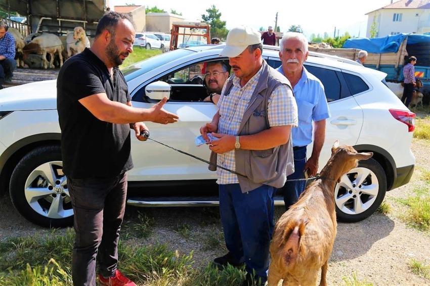 Kurbanlık fiyatları 2022: Zam geldi, büyükbaş ve küçükbaş kurbanlık koç, koyun, dana fiyatları ne kadar, kaç TL...