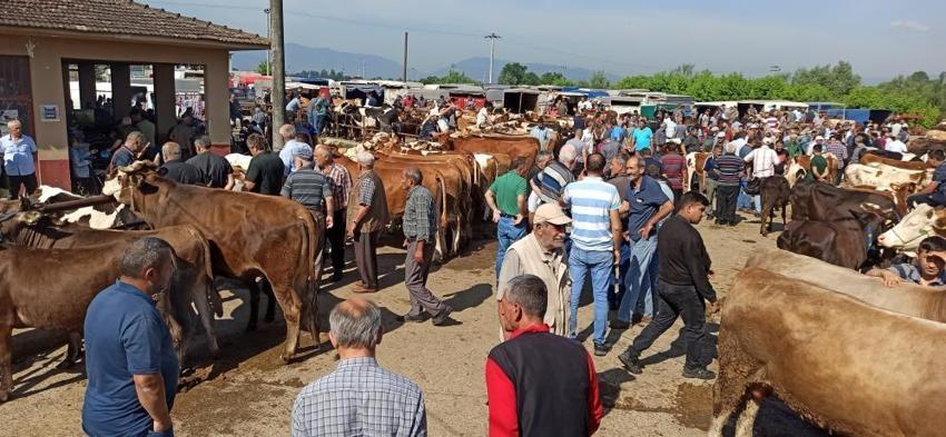 Kurbanlık fiyatları 2022: Zam geldi, büyükbaş ve küçükbaş kurbanlık koç, koyun, dana fiyatları ne kadar, kaç TL...