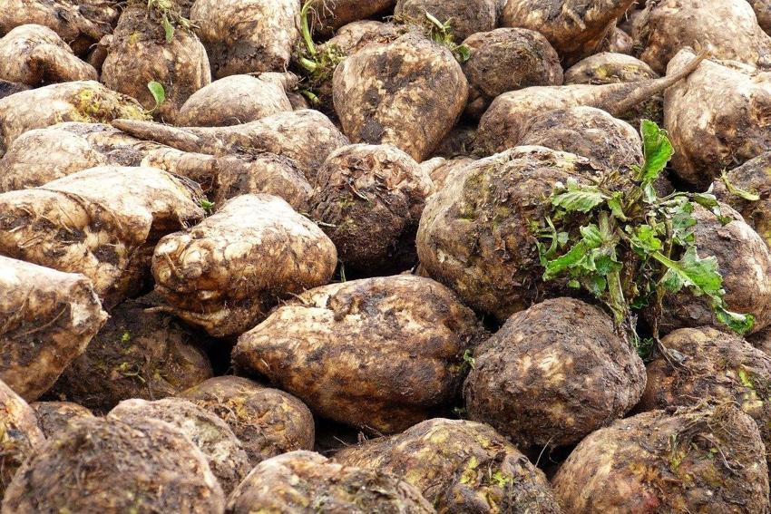 Tip 2 diyabet, alzheimer ve demans riskini ortadan kaldırıyor! Bağışıklığı güçlendiriyor, antioksidan deposu, C-E vitaminleri ve...