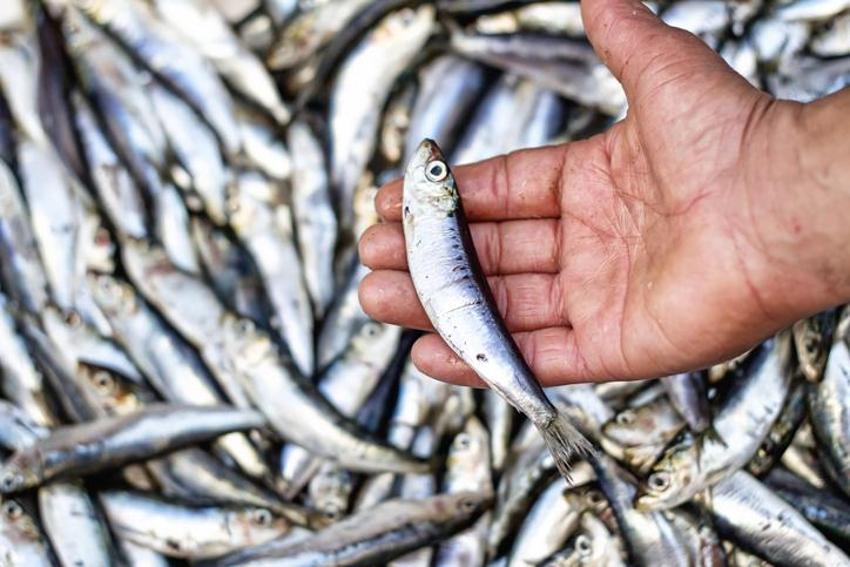 Alzheimer ve demans ile savaşıyor! Güçlü bir probiyotik, doğadaki en etkili bitkisel protein! Diyabet, kolesterol, obezite, tansiyon, kanser...