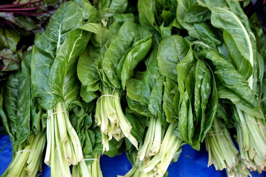 Alzheimer ve demans ile savaşıyor! Güçlü bir probiyotik, doğadaki en etkili bitkisel protein! Diyabet, kolesterol, obezite, tansiyon, kanser...