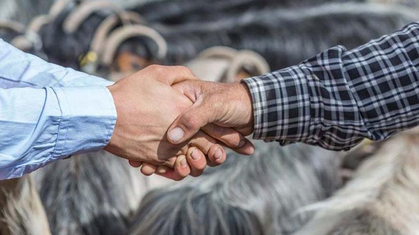 Kurbanlık fiyatlarında il il son durum! En ucuz büyükbaş ve küçükbaş rakamları: 2022 Kurban kesim yerleri nerede?