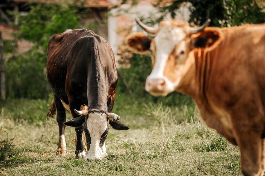 Kurbanlık fiyatlarında il il son durum! En ucuz büyükbaş ve küçükbaş rakamları: 2022 Kurban kesim yerleri nerede?