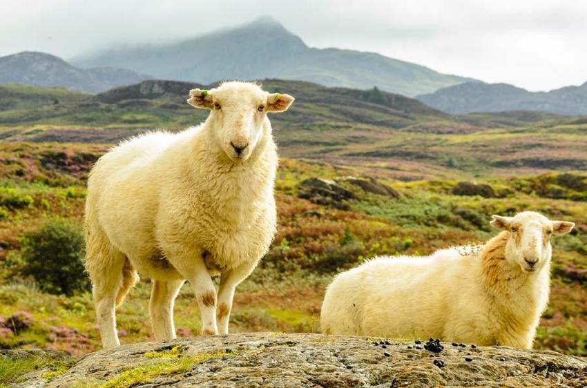 Kurbanlık fiyatlarında il il son durum! En ucuz büyükbaş ve küçükbaş rakamları: 2022 Kurban kesim yerleri nerede?